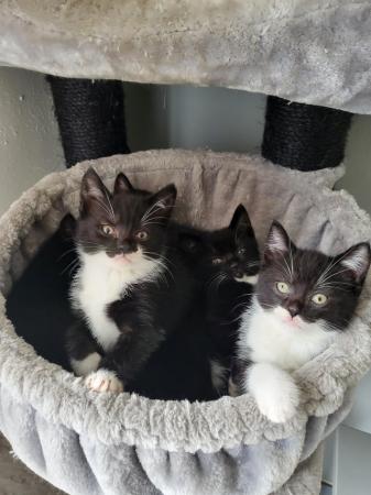 Image 2 of BSH mixed litter kittens