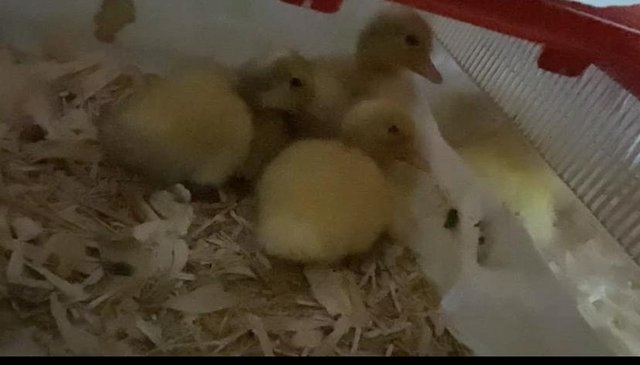 Preview of the first image of Female Harlequin ducklings off heat outside and hatching egg.