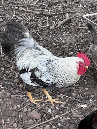 Image 1 of 12 months old Cream Legbar Cockerel for sale