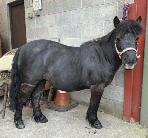 Image 1 of Help Wanted with Mare and Shetland