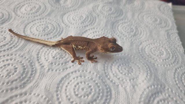 Image 3 of baby lilly white crested geckos