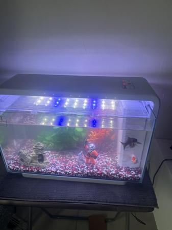 Image 4 of 4 goldfish and tank and all accessories