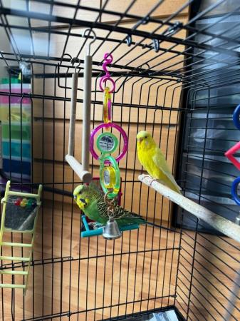 Image 2 of Two goergeous young budgie with cage and stand