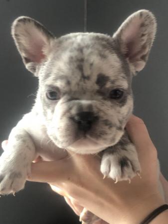 Image 5 of STUNNING LILAC ISABELLA MERLE FRENCH BULLDOGS KC