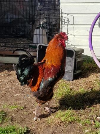 Image 1 of Beautiful and friendly Cochin cockerel for rehoming