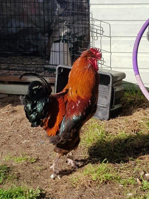 Preview of the first image of Beautiful and friendly Cochin cockerel for rehoming.