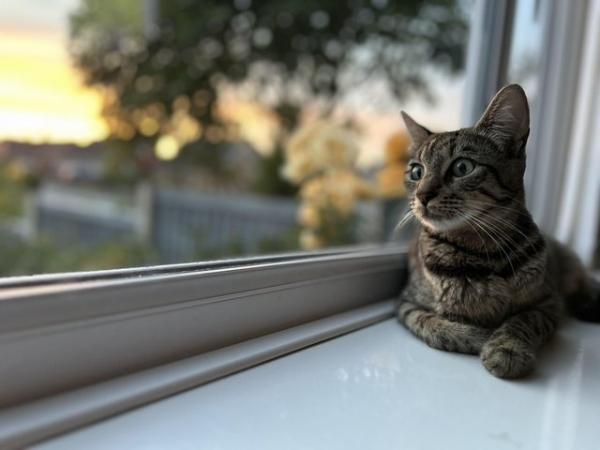 Image 17 of Four Bengal X kittens ready for their homes!