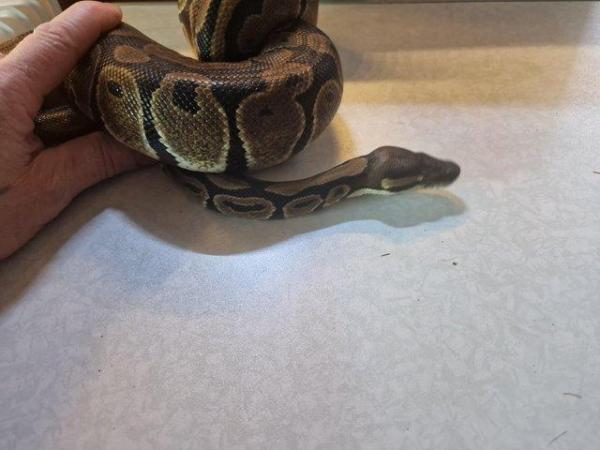 Image 2 of For Sale Male Normal ball python