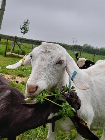 Image 3 of 2yr old de-horned Saanen X nanny goat