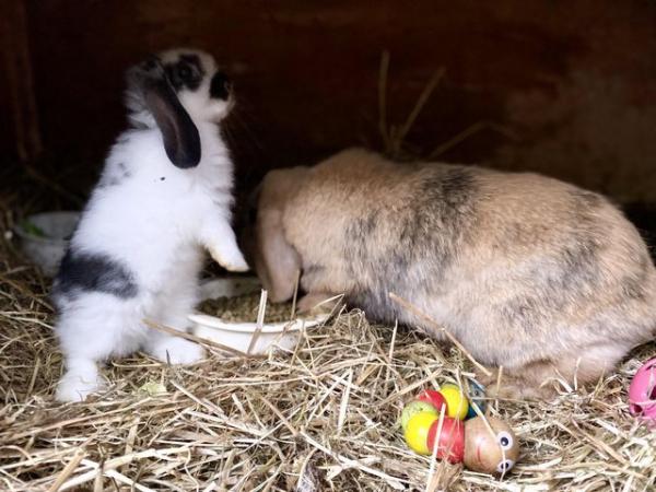 Image 9 of Friendly Pure Bred Baby Mini Lop Rabbits