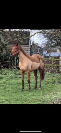 Image 2 of Sports horse 15.2. Chestnut mare