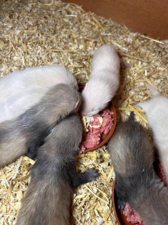 Image 4 of Working ferret kits - looking for new home