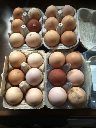 Image 2 of Hatching hen eggs ……………..