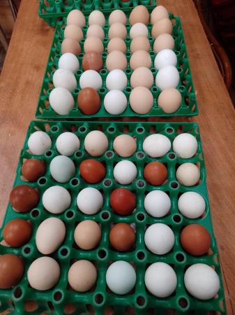 Image 3 of Blue, white and dark brown pol egg laying chickens