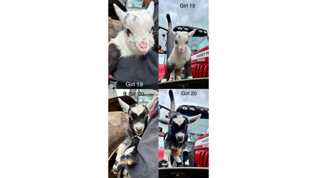 Image 11 of Stunning Pygmy Goat Nanny kids for sale