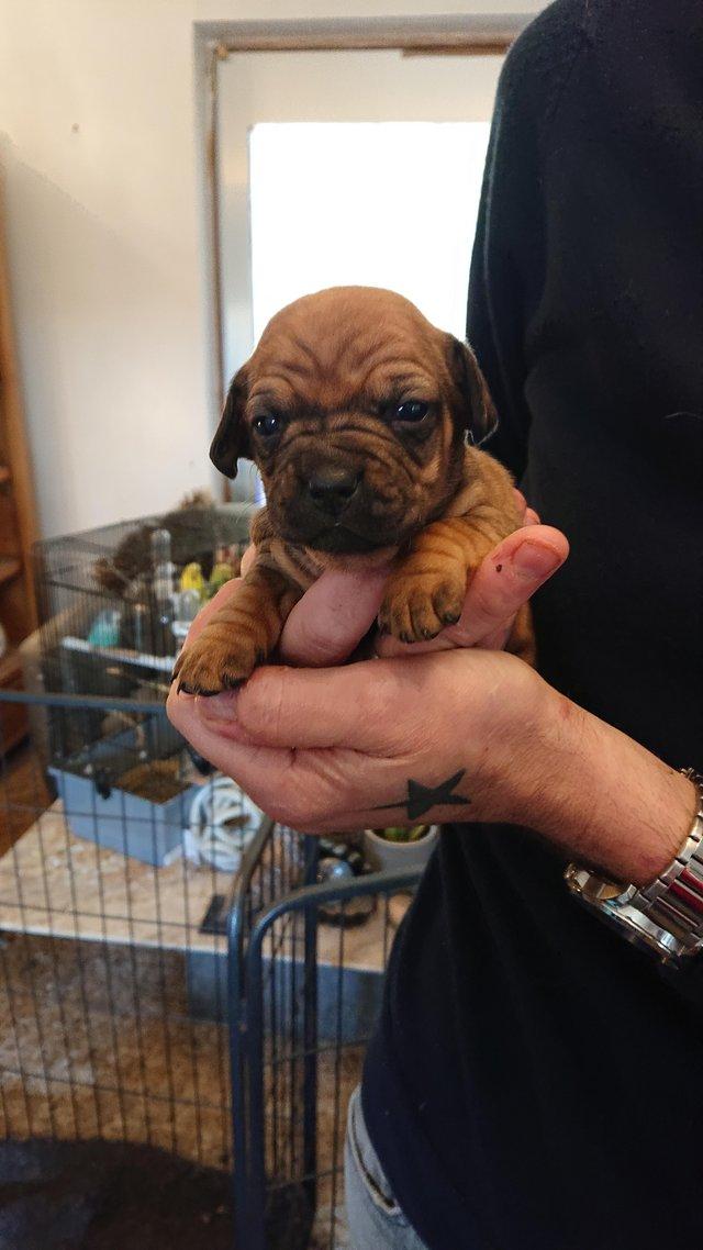 Preview of the first image of French weiner puppies for sale.