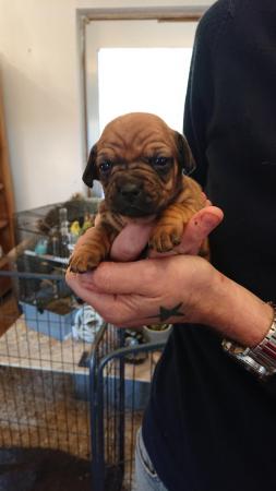 Image 1 of French weiner puppies for sale