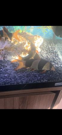 Image 4 of Fluval fish tank 200 l With fish and stand