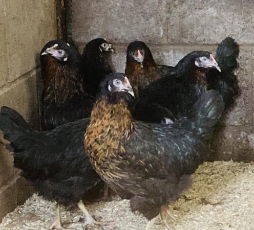 Image 2 of POL pullets bred to lay various colours