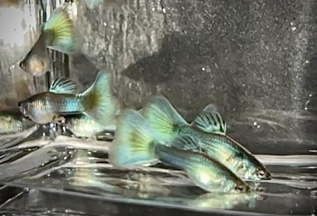 Image 6 of Guppy Moscow Purple or green. Bristol. 4 fish £15