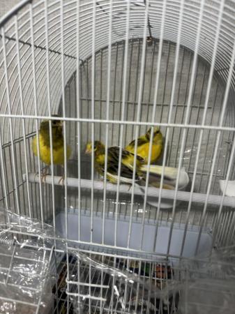Image 4 of I have some canaries for sale.