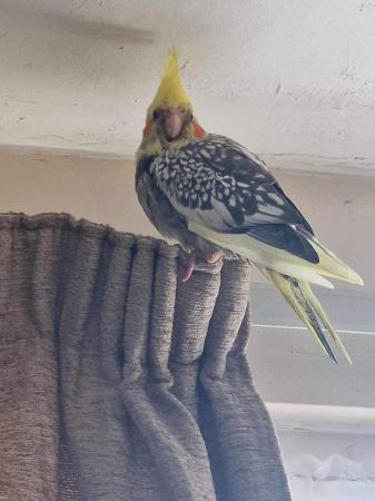 Image 1 of Hand reared cockatiels looking for new homes READY NOW