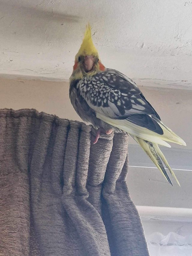 Preview of the first image of Hand reared cockatiels looking for new homes READY NOW.