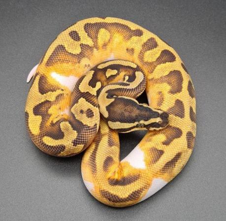 Image 4 of Enchi Yellow Belly Pied Male Ball Python 220105