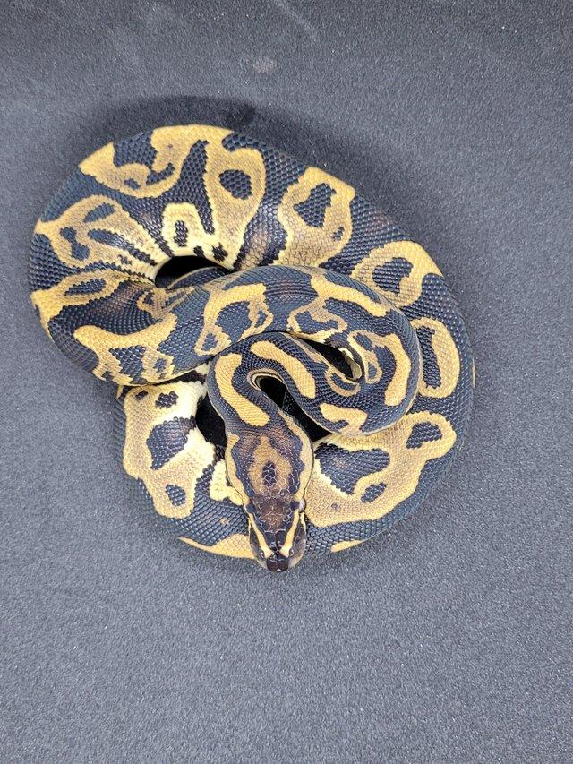 Preview of the first image of Various ball pythons for sale 2021-2023.