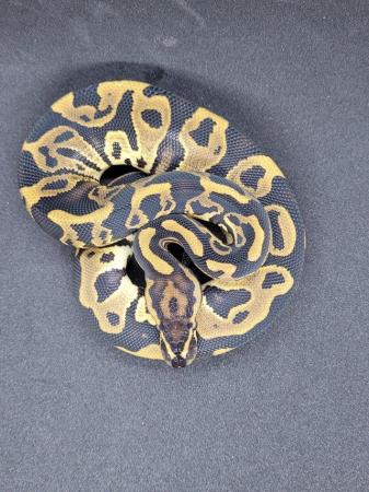Image 1 of Various ball pythons for sale 2021-2023