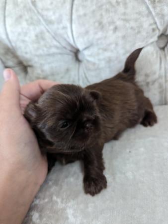 Image 1 of Chocolate imperial KC registered shih tzu puppies