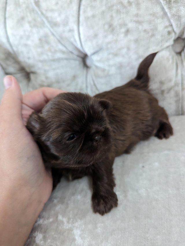 Preview of the first image of Chocolate imperial KC registered shih tzu puppies.