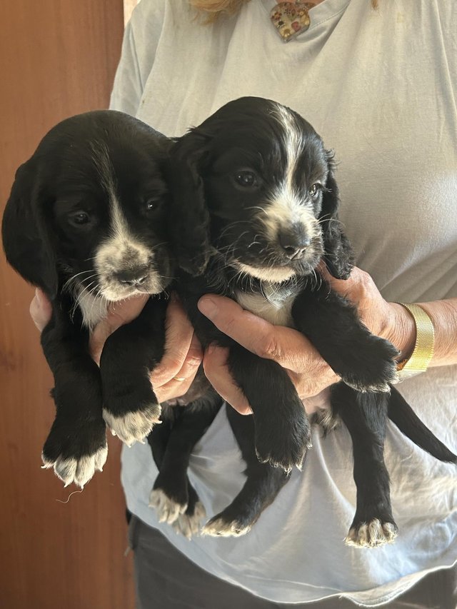 Preview of the first image of Sprocker Spaniel Puppies.
