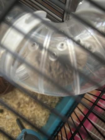 Image 2 of X2 make rob hamsters with cages