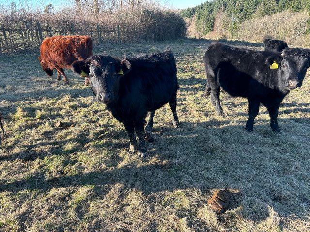 Preview of the first image of Dexter cattle for sale, cows with calves at foot and steers.