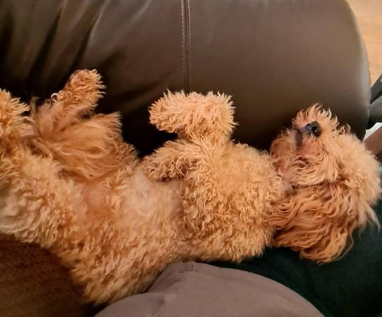 Image 1 of Red Toy Poodle puppy ??