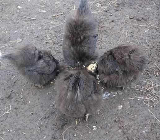 Image 2 of Silkie eggs for sale 1 pound each