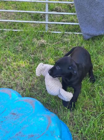 Image 15 of Beautiful Labrador Puppies For Sale