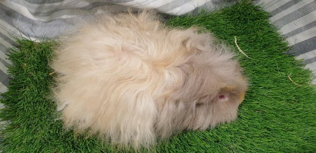 Image 1 of Various Boars (Male) Guinea Pigs for Sale