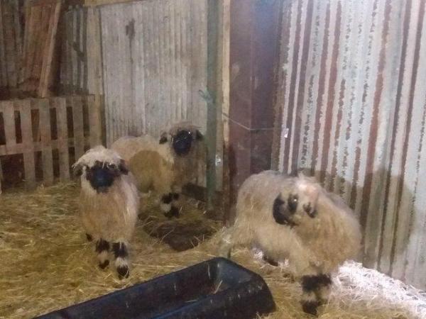 Image 2 of Valais Black Nose Pedigree Tup Lambs, Born 2023. For Sale .