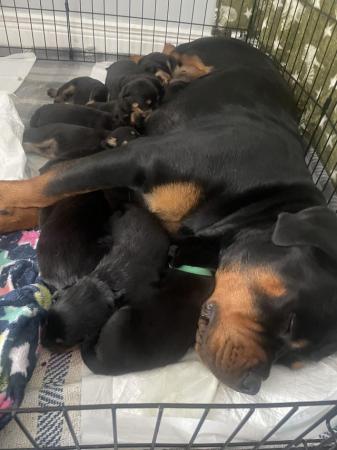 Image 4 of Beautiful chunky Rottweiler puppies