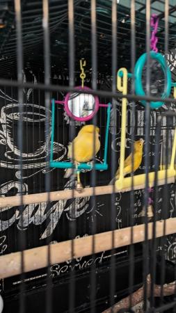 Image 7 of 2 x Male Canaries with tall cage and lots of accessories