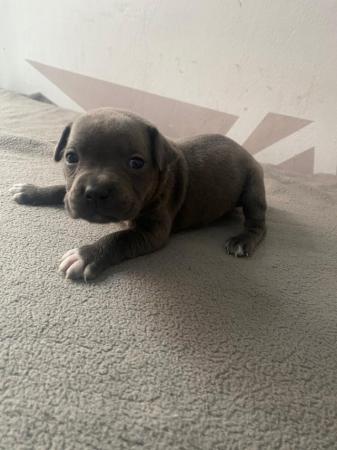 Image 12 of Adorable staffy puppys A