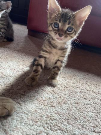 Image 1 of Bengal x savanna kittens for sale
