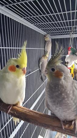 Image 11 of Young cockatiels avairy bred...please read add in full