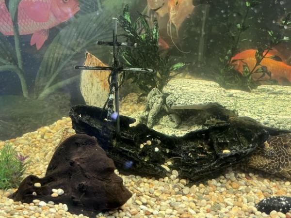 Image 1 of Tropical Corner Fish Tank with Large Pleco & 2 Angels - £60