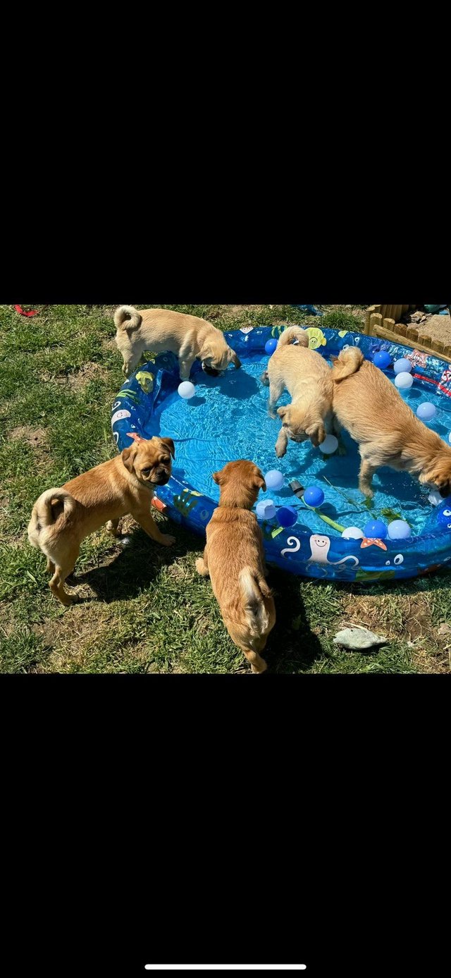 Preview of the first image of 6 very cute pug x shitzu puppies 4 sold.