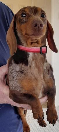 Image 5 of Girl Dachshund looking for loving new home