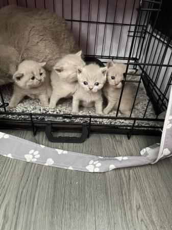 Image 4 of Lilac british short haired kittens