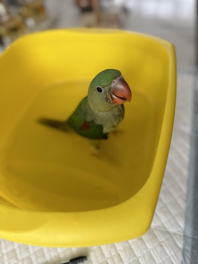 Preview of the first image of 10 week old alexandrine parrot for sale.